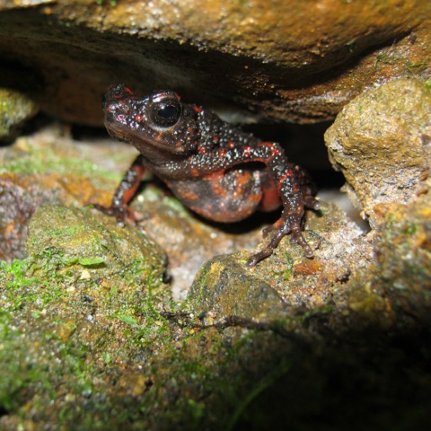 Jacobson’s Bubble-nest Frog - Asian Species Action Partnership
