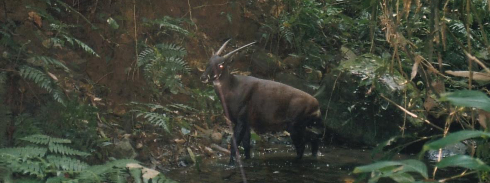 The fight against Saola extinction: there's still time if we act now -  Asian Species Action Partnership