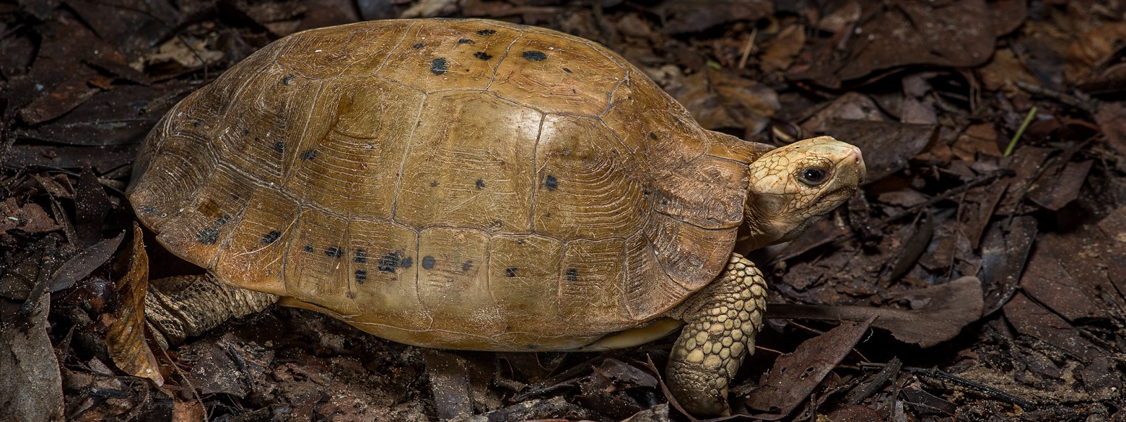 Elongated Tortoise Asian Species Action Partnership
