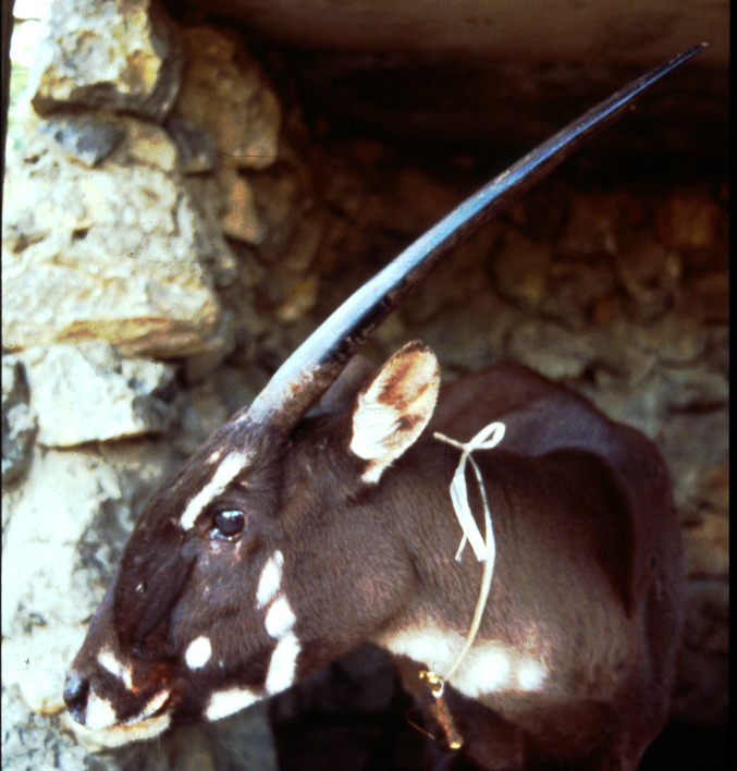 The fight against Saola extinction: there's still time if we act now -  Asian Species Action Partnership